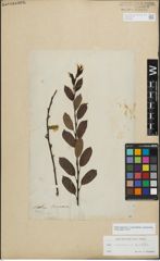 Foto von Salix myrsinifolia Salisb. x Salix phylicifolia L.